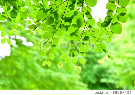 桂の新緑 89667434