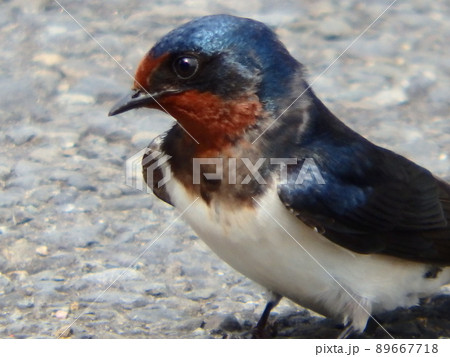 アスファルトの上で散策していたツバメ アスファルトの上で散策していたツバメ 89667718