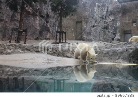 シロクマ親子 89667838