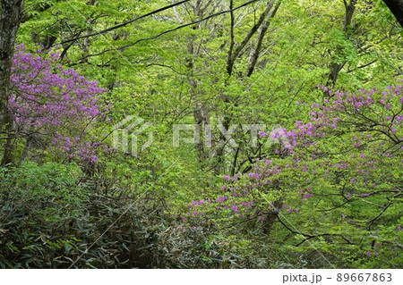 若葉が繫る初夏の筑波山頂き御幸ヶ原　紫つつじの花が咲く風景 89667863