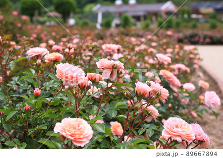 薔薇の花 89667894