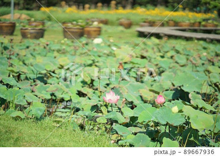 バンコクのワチラベンチャタット公園の蓮池、蓮の花 89667936