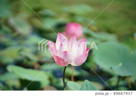 Lotus Flower at Wachirabenchathat Park in Bangkok Lotus Flower at Wachirabenchathat Park in Bangkok 89667937