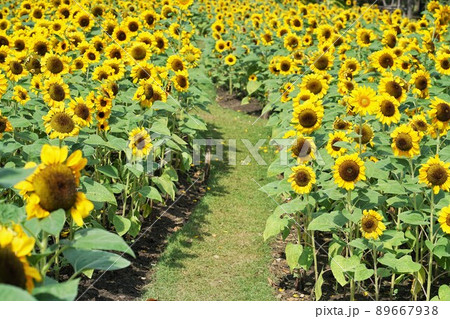 Sunflower in Bangkok、バンコクのワチラベンチャタット公園（鉄道公園）のひまわり畑 89667938