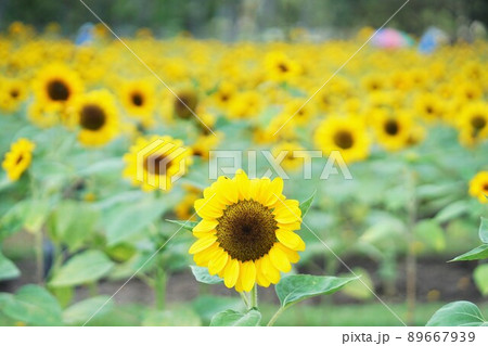 タイ王国バンコクの鉄道公園のひまわり畑（Sunflower Field in Bangkok） 89667939