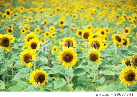 タイ王国バンコクの鉄道公園のひまわり畑(Sunflower Field in Bangkok) タイ王国バンコクの鉄道公園のひまわり畑(Sunflower Field in Bangkok) 89667941