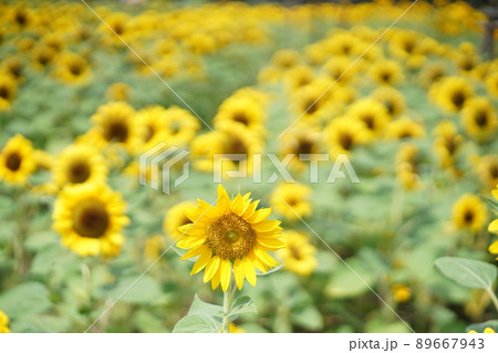 Sunflower Field at Wachirabenchathat park in BKK 89667943