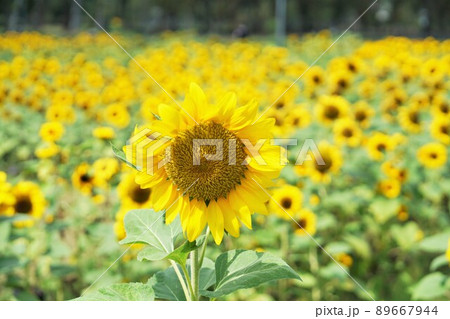 Sunflower at Wachirabenchathat park in Bangkok Sunflower at Wachirabenchathat park in Bangkok 89667944