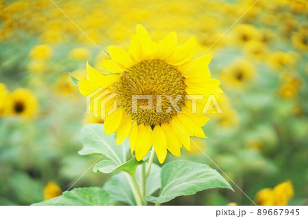 Sunflower at Wachirabenchathat park in Bangkok Sunflower at Wachirabenchathat park in Bangkok 89667945
