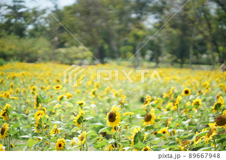 Bangkok Sunflower Field(バンコクのひまわり畑) Bangkok Sunflower Field(バンコクのひまわり畑) 89667948