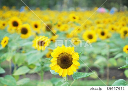 Sunflower Field in Wachirabenchathat Park, Bangkok Sunflower Field in Wachirabenchathat Park, Bangkok 89667951