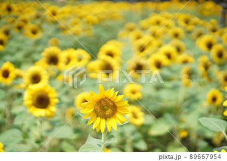 Sunflower Field in Wachirabenchathat Park, Bangkok 89667954