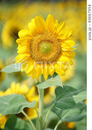 満開のひまわり、ヒマワリ、向日葵、サンフラワー（Sunflower） 89667958