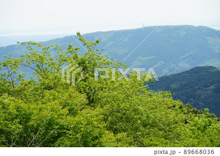 若葉が繫る初夏の表筑波スカイライン展望台より望む 新緑の風景 若葉が繫る初夏の表筑波スカイライン展望台より望む 新緑の風景 89668036