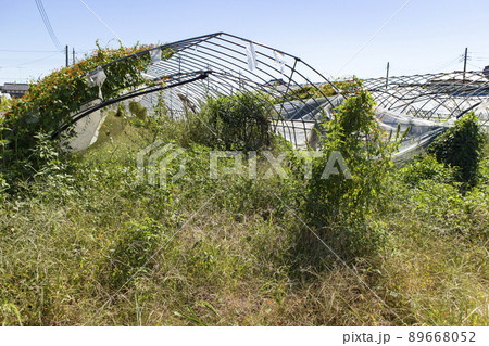 耕作放棄ハウス 89668052