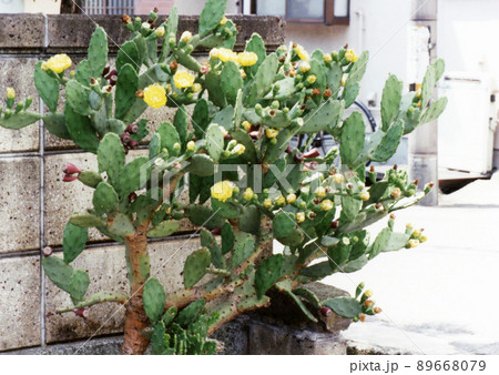 平成701 平成701 89668079