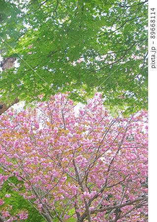 桜と新緑 89668114