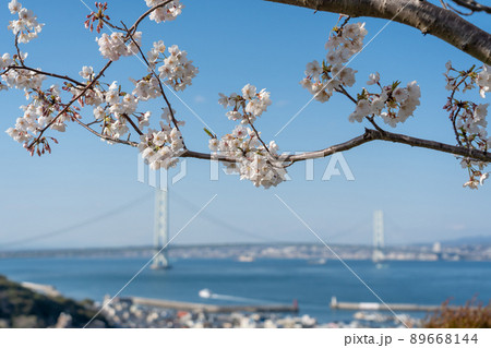 兵庫県淡路市　春の淡路サービスエリアから見る明石海峡大橋（パールブリッジ）と満開の桜 89668144