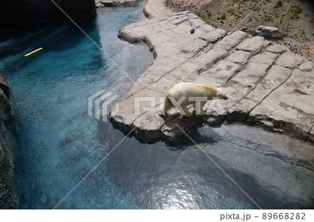 シロクマ 89668282