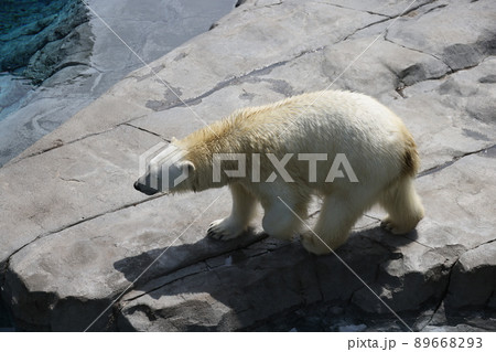 シロクマ シロクマ 89668293