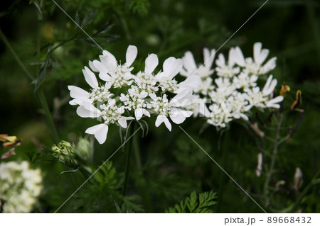 オルレアの花 オルレアの花 89668432