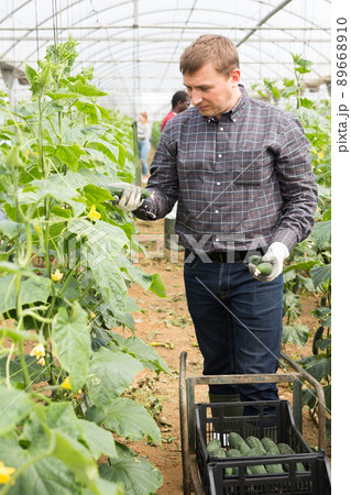 Happy farm owner picks ripe cucumbers 89668910
