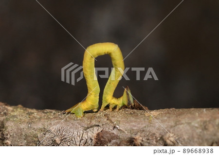 生き物　昆虫　ヒメツバメアオシャク、五月の幼虫。成虫は青緑の美しい葉 89668938