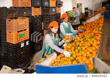 Ordinary female workers sort tangerines Ordinary female workers sort tangerines 89669093