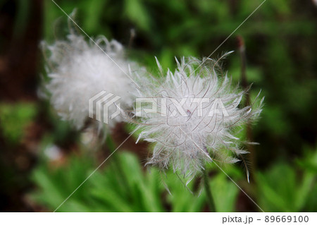 オキナグサ 89669100