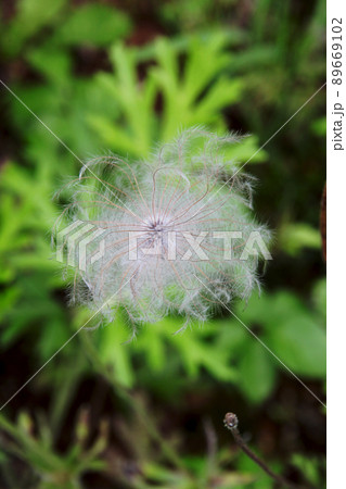 オキナグサ オキナグサ 89669102