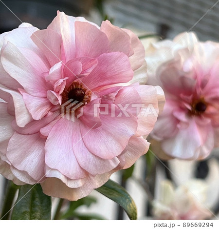 ラナンキュラス、ラナンキュラスラックスシリーズ、ピンク色の花、花期が長い花、アンティークカラーの花 89669294