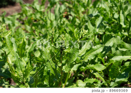 ギシギシ 羊蹄 Rumex Japonicus 生薬名 ヨウテイコン 羊蹄根 の写真素材