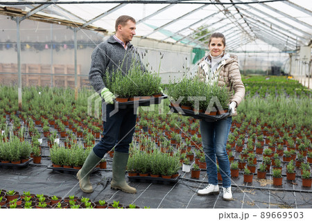 Man and woman holding a tray with flowers Spanish lavender in orangery 89669503