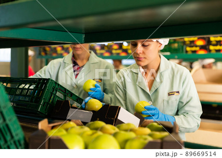 woman checking quality of apples and sorting woman checking quality of apples and sorting 89669514