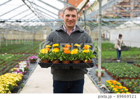 Floriculturist engaged in cultivation of ornamental Calendula in hothouse Floriculturist engaged in cultivation of ornamental Calendula in hothouse 89669521