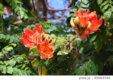カエンボクの花 89669580