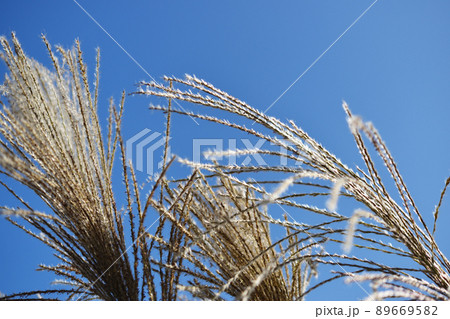 風にそよぐススキ 風にそよぐススキ 89669582