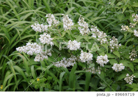 ウツギの花 89669719