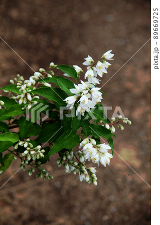 ウツギの花 89669725