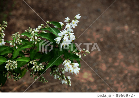 ウツギの花 ウツギの花 89669727