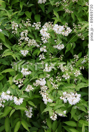 ウツギの花 89669730