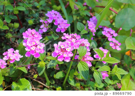 ランタナ 紫色の花 ランタナ 紫色の花 89669790