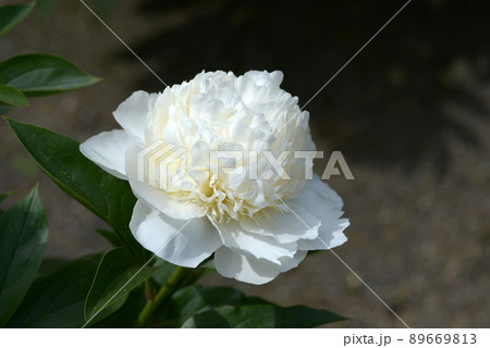 花香殿　シャクヤク 89669813