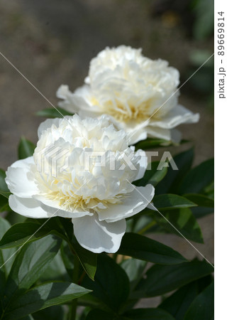 花香殿　シャクヤク 89669814