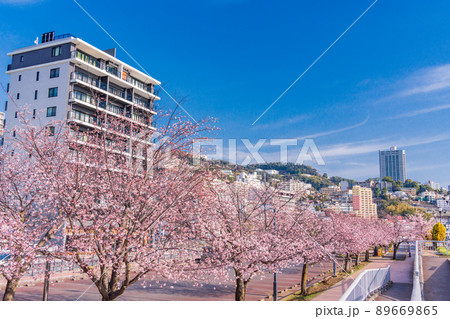 （静岡県）熱海親水公園の桜並木とホテル街 89669865
