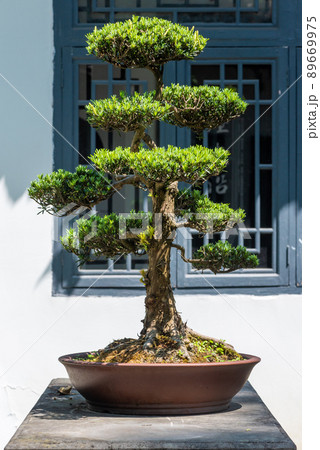 Bonsai tree in a park on a sunny day in Baihuatan public park, Chengdu, Sichuan province, China Bonsai tree in a park on a sunny day in Baihuatan public park, Chengdu, Sichuan province, China 89669975
