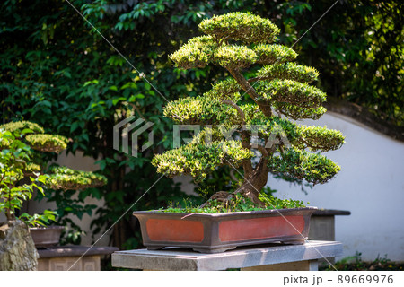 Bonsai tree in a park on a sunny day in Baihuatan public park, Chengdu, Sichuan province, China Bonsai tree in a park on a sunny day in Baihuatan public park, Chengdu, Sichuan province, China 89669976