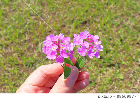 ランタナ 紫色の花 手 ランタナ 紫色の花 手 89669977