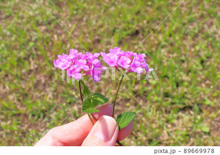 ランタナ 紫色の花 手 ランタナ 紫色の花 手 89669978