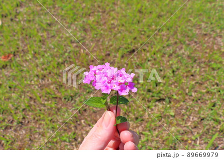ランタナ 紫色の花 手 ランタナ 紫色の花 手 89669979